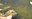 Mosquito fish at the Montessa pond - 2025