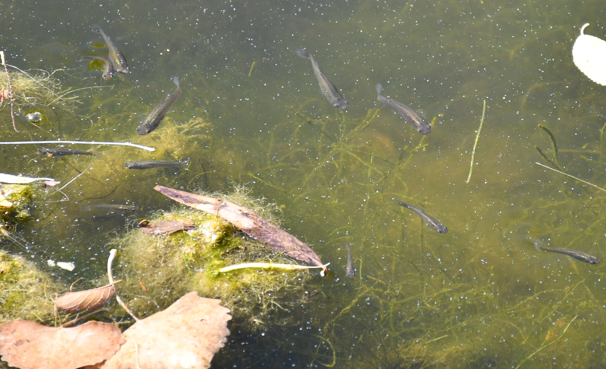 Mosquito fish at the Montessa pond - 2025