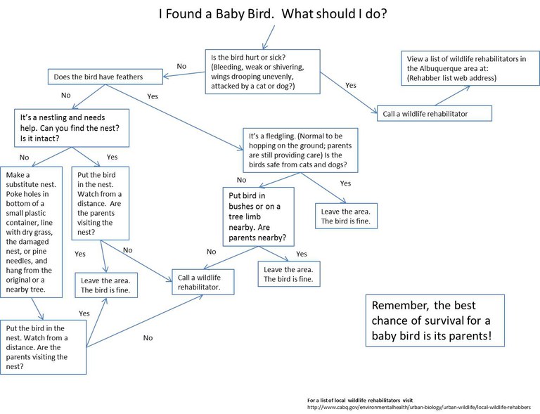 caption:found bird chart