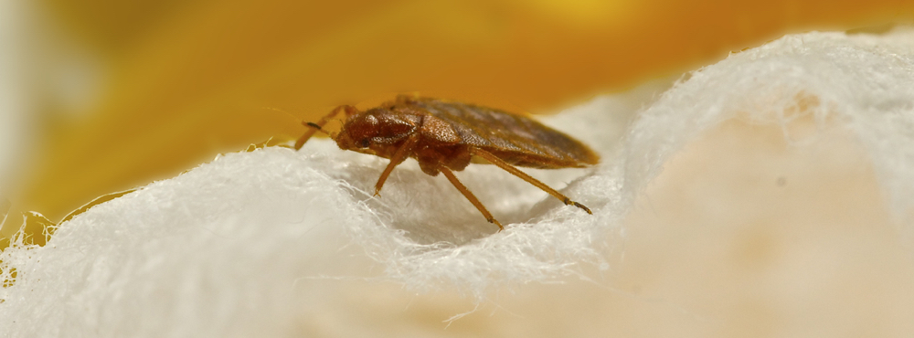 A cockroach on a piece of cloth.