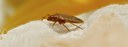 UBD - Insect Infestation Tile