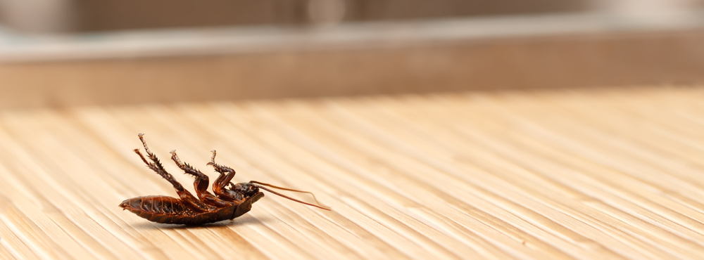 A dead cockroach on a hardwood floor.