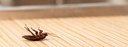UBD - Integrated Pest Management Tile