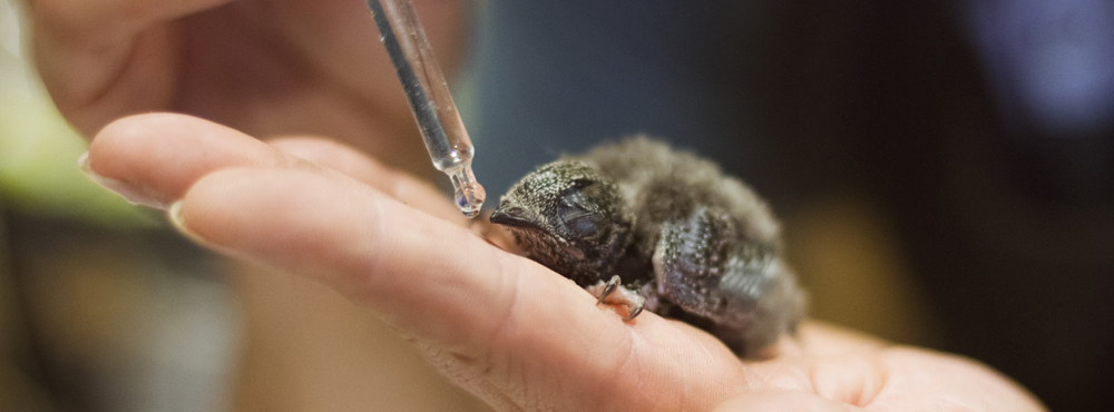 A baby bird being given water through an eye dropper while being held in a palm.