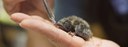 UBD - Local Wildlife Rehabbers Tile