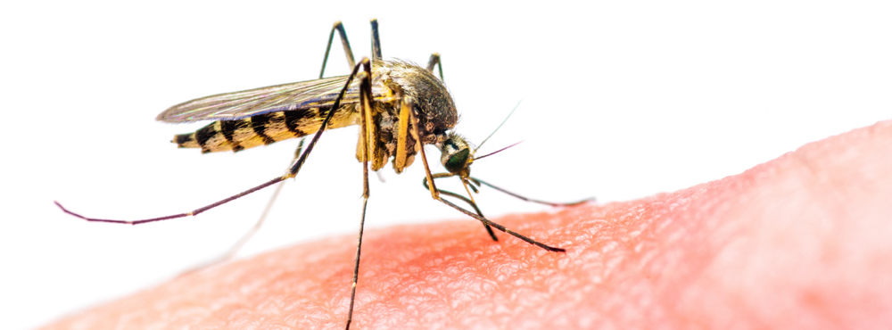A mosquito biting skin.