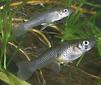 Mosquitofish