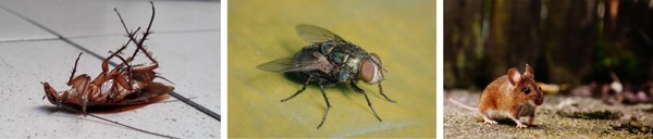 Food industry pests.