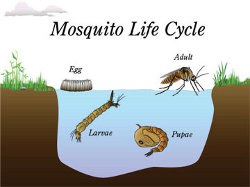 Illustration of the life cycle of a mosquito, from egg to adult stages.