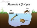 Mosquito Life Cycle