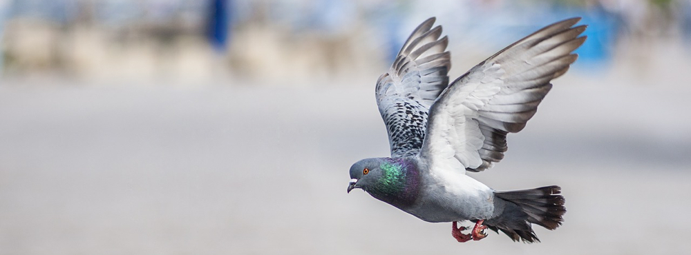 A flying pigeon.