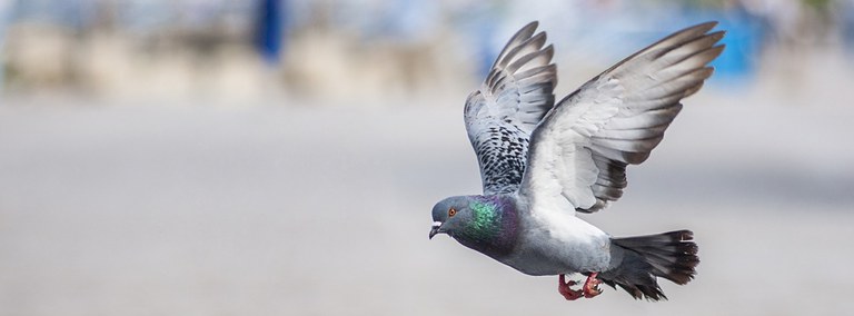 UBD - Pigeons Tile