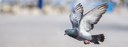 UBD - Pigeons Tile