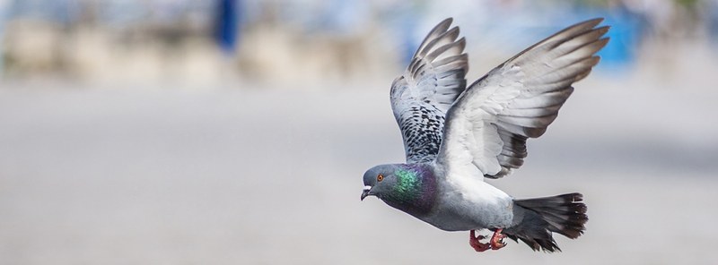 UBD - Pigeons Tile