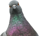 Pigeon