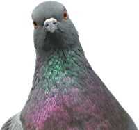 Pigeon