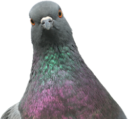 Pigeon