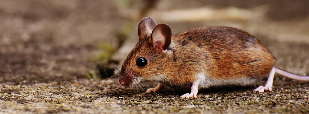 A mouse on the ground.