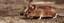 UBD - Rodents Tile