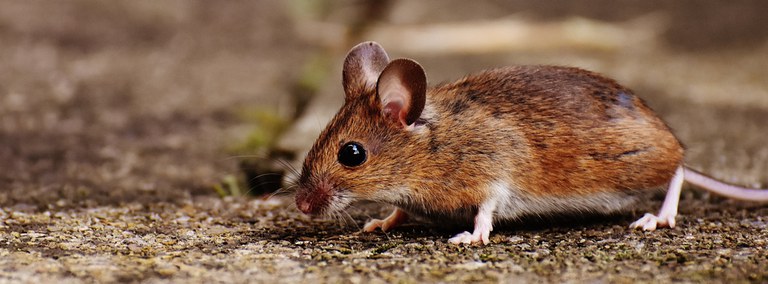 UBD - Rodents Tile