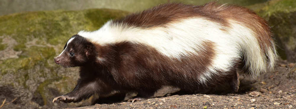 A skunk