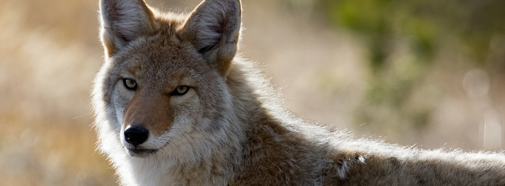 A coyote looking at the camera.