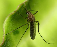 west nile mosquito