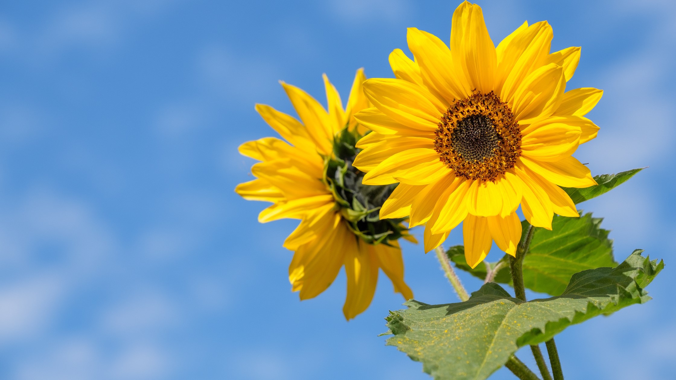 Two large sunflowers against a bright blue sky