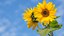 Sunflowers Tile