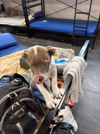 At Gateway West, Pets Aren’t a Barrier to Shelter. They’re a Reason to Come In.