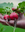 City’s Backyard Harvest Program Encourages Abundance and Community