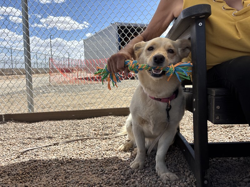 Volunteer-Led Dog Run Complete Construction at Gateway West