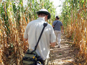 Maze Maize Path