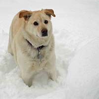 Dog in Snow by L. Heineman