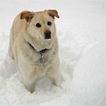 Dog in Snow by L. Heineman - Small