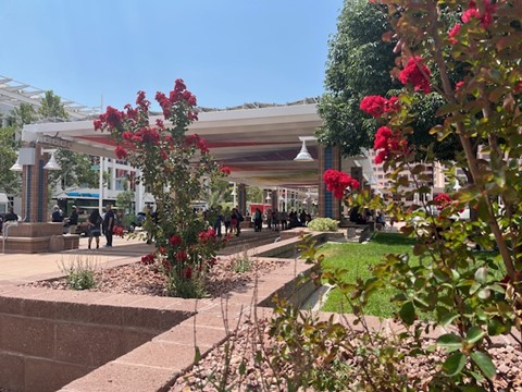 Civic Plaza Plants