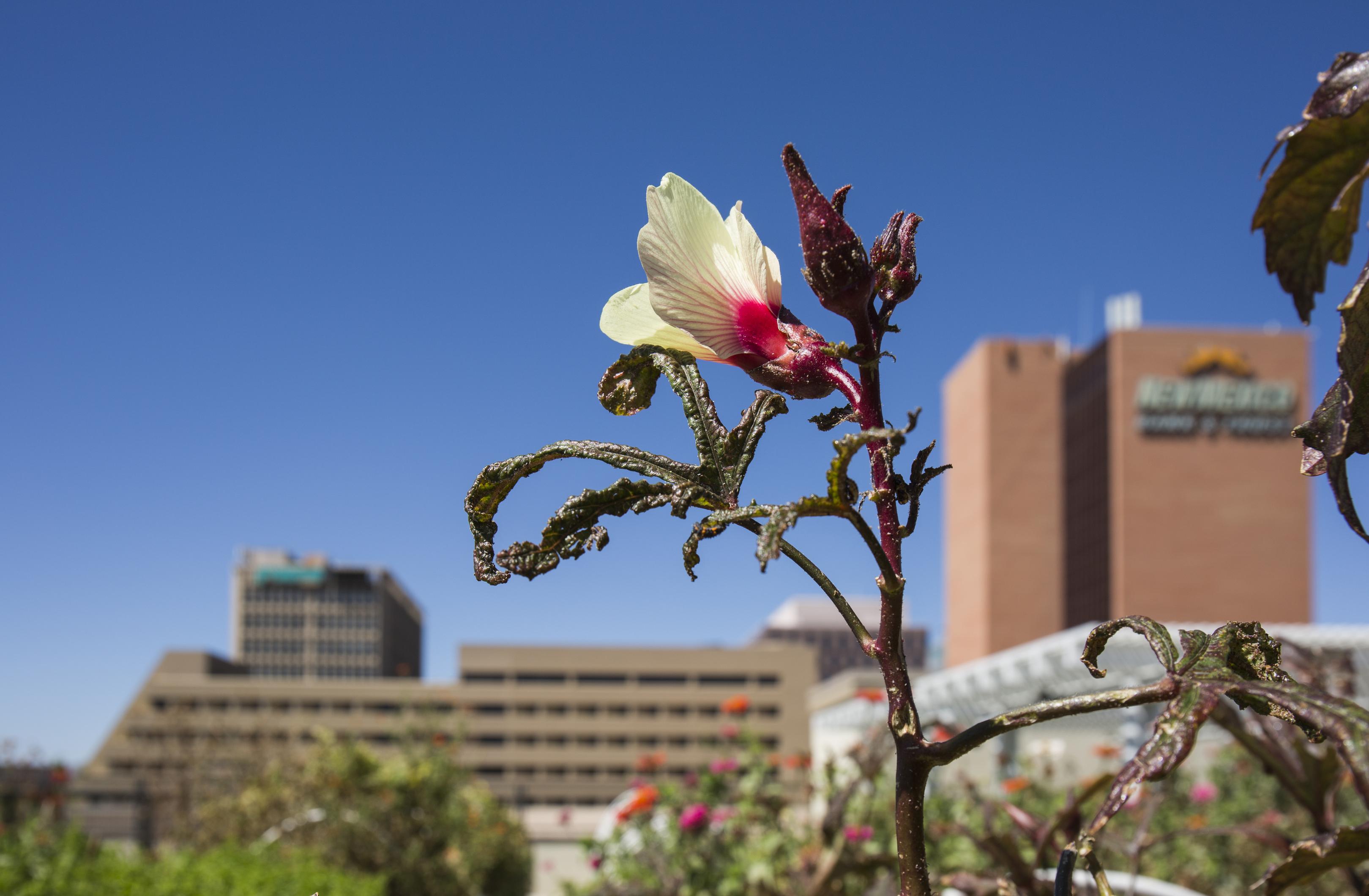 Downtown Roof Garden