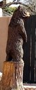 Altura Park Bear