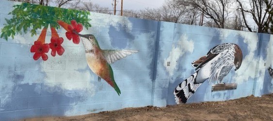 Alvarado Gardens Humming Bird
