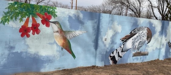 Alvarado Gardens Humming Bird