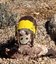 Alvarado Park Armadillo