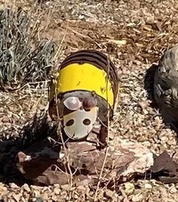 Alvarado Park Armadillo artwork sculpture.
