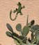 Petroglyph Estates Lizard