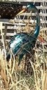 Hoffmantown Peacock