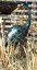 Hoffmantown Peacock