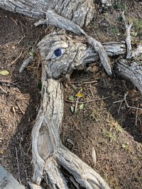 A close up of a tree branch on the ground with a painted "eye" to look like the head of a bird.