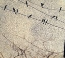 Inez Birds