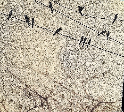 Inez Birds
