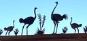 Mile High Ostrich