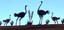 Mile High Ostrich
